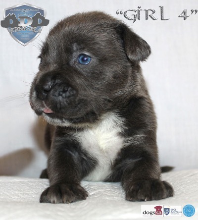 ankc fci pedigree Cane Corso female available for sale