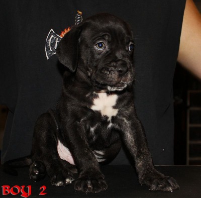 ankc fci pedigree Cane Corso male available for sale