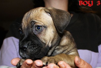 ankc fci pedigree Cane Corso male available for sale