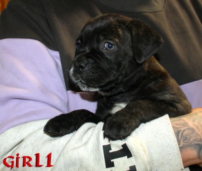 ankc fci pedigree Cane Corso female available for sale