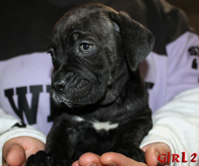 ankc fci pedigree Cane Corso female available for sale