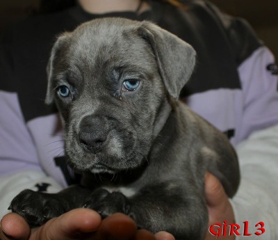 ankc fci pedigree Cane Corso female available for sale