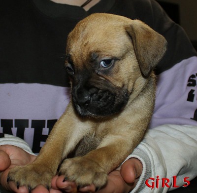 ankc fci pedigree Cane Corso female available for sale