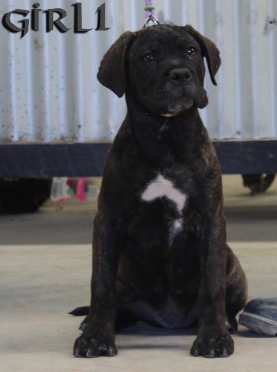 ankc fci pedigree Cane Corso female available for sale