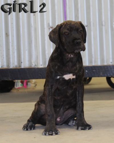 ankc fci pedigree Cane Corso female available for sale