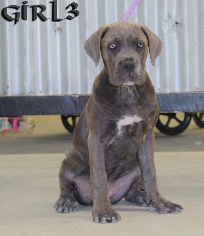 ankc fci pedigree Cane Corso female available for sale