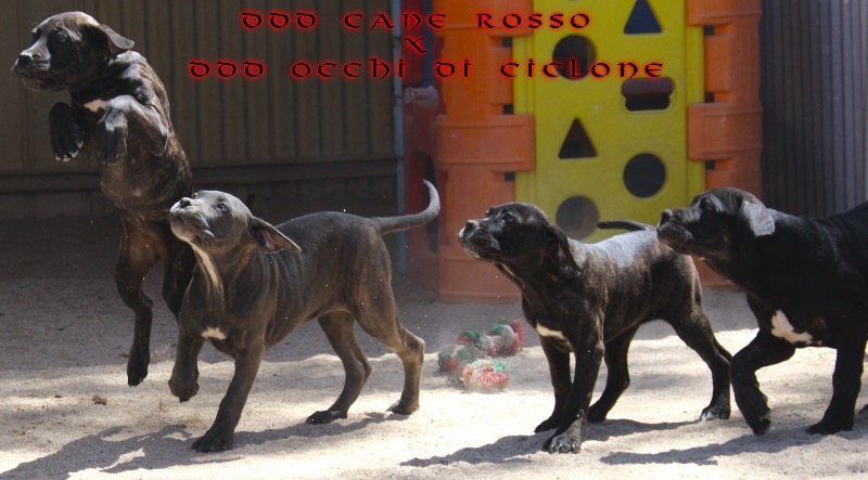 ankc fci pedigree Cane Corso available for sale