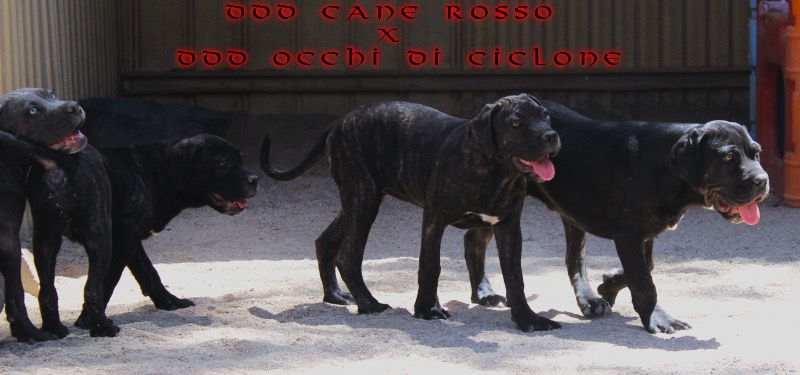 ankc fci pedigree Cane Corso available for sale