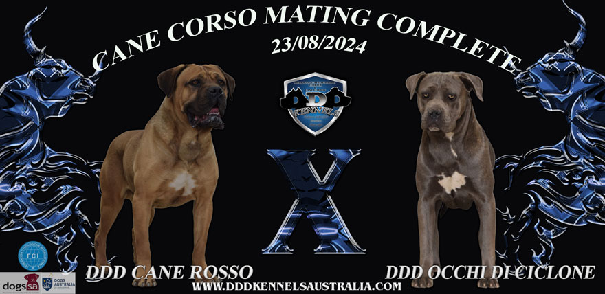 DDD CANE ROSSO X DDD OCCHI DI CICLONE MATING COMPLETE