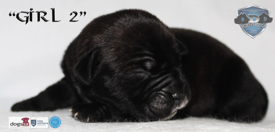 ankc fci pedigree Cane Corso female available for sale