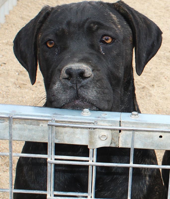 ankc fci pedigree Cane Corso female available for sale