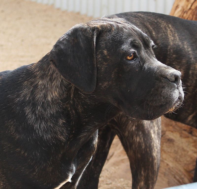 ankc fci pedigree Cane Corso female available for sale