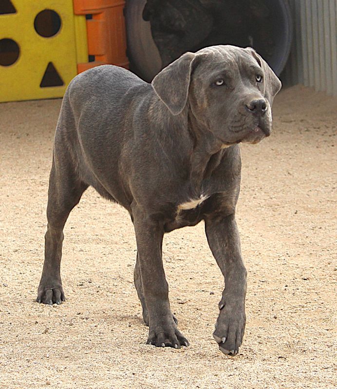 ankc fci pedigree Cane Corso female available for sale