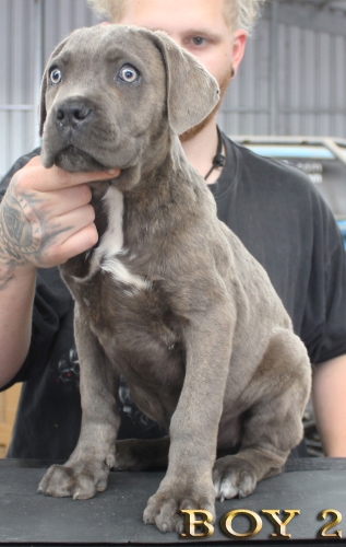 ankc fci pedigree Cane Corso male available for sale