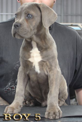 ankc fci pedigree Cane Corso male available for sale