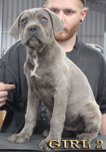 ankc fci pedigree Cane Corso female available for sale