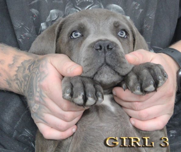 ankc fci pedigree Cane Corso female available for sale