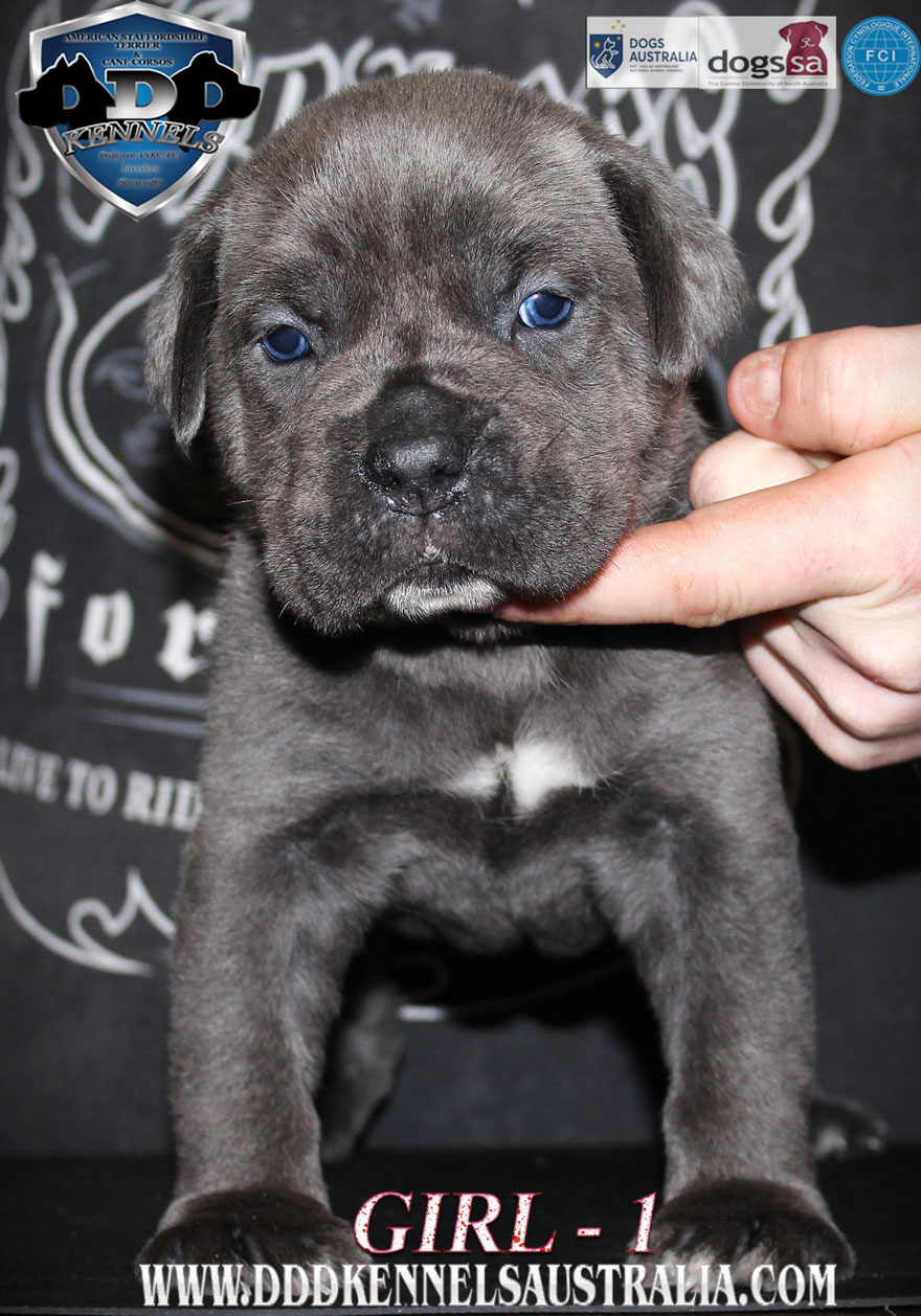 ankc fci pedigree red Cane Corso female available for sale