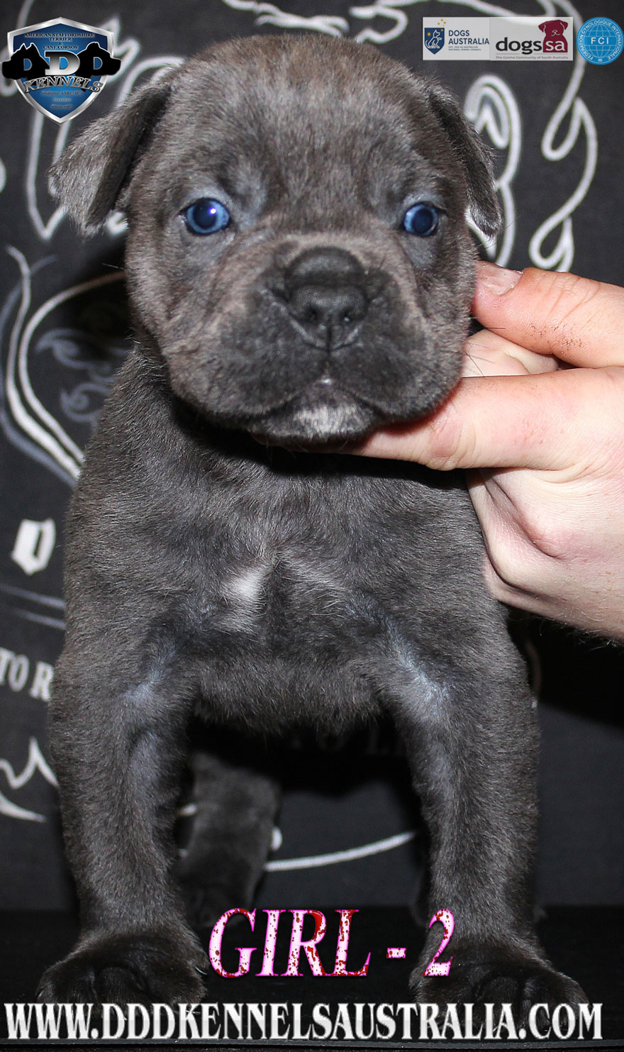 ankc fci pedigree red Cane Corso female available for sale