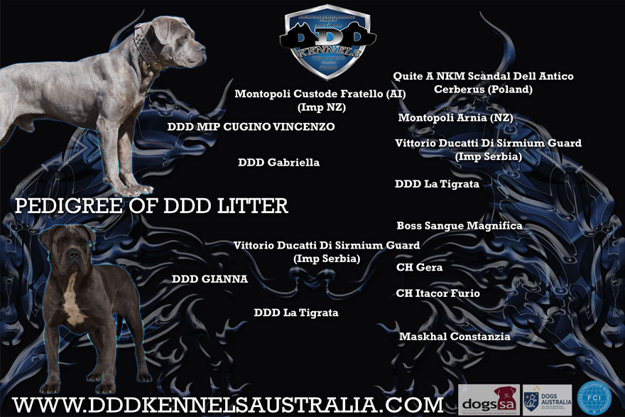 DDD VINNY X DDD GIANNA MATING PAGE/PEDIGREE
