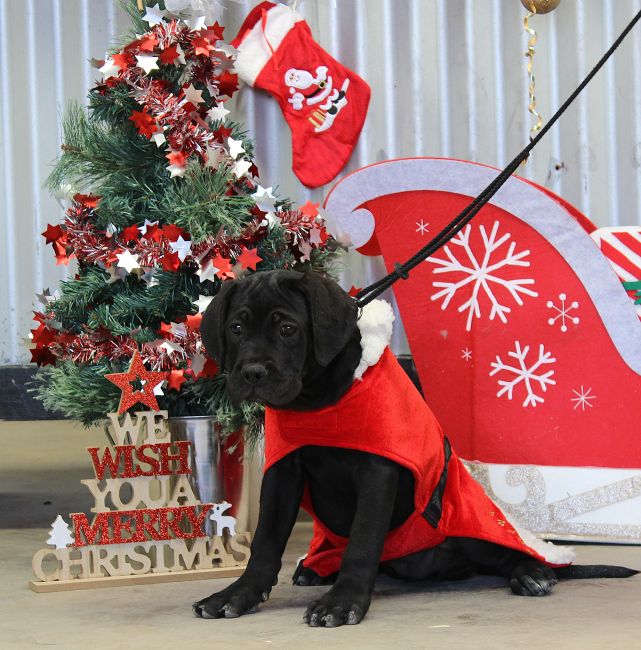 ankc fci pedigree red Cane Corso female available for sale