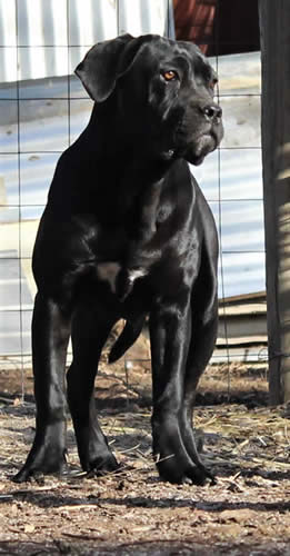 Cane Corsos Bred By Us