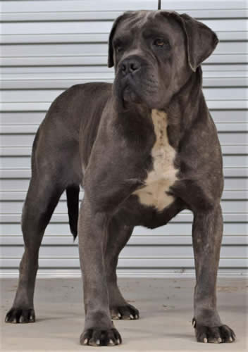 Cane Corsos Bred By Us