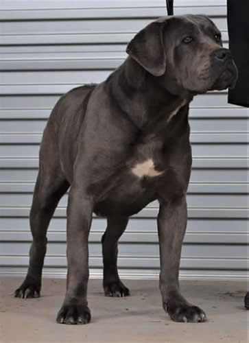 Cane Corsos Bred By Us