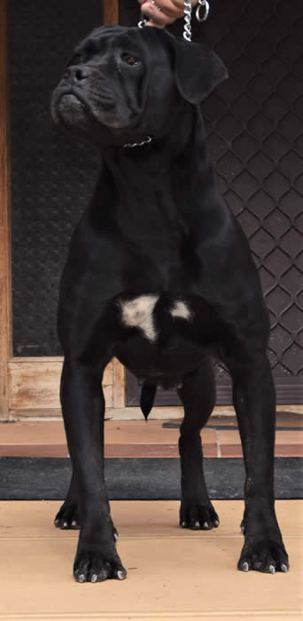 Cane Corsos Bred By Us