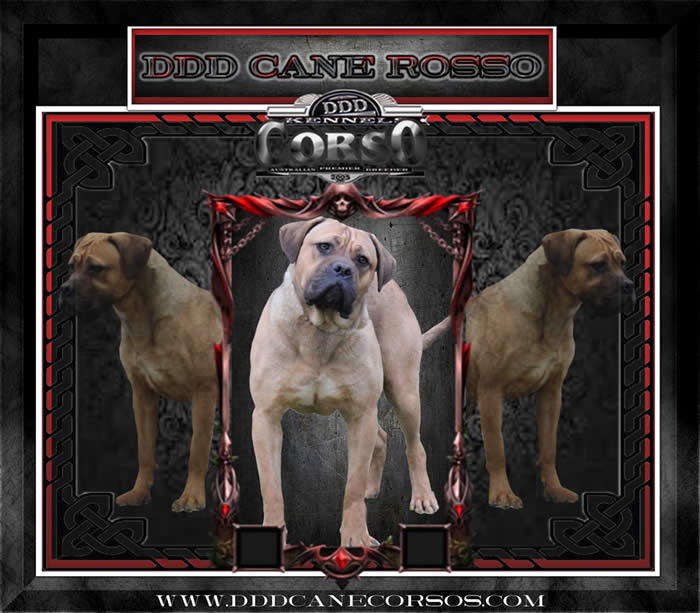 Cane Corsos Bred By Us