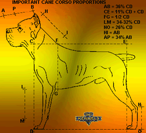 Cane Corsos ANKA Standard