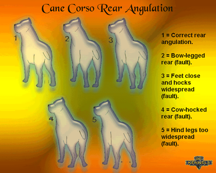 Cane Corsos ANKA Standard