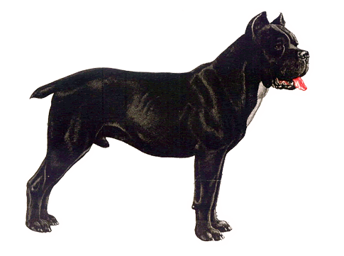 ITALIAN CORSO DOG (Cane Corso Italiano)