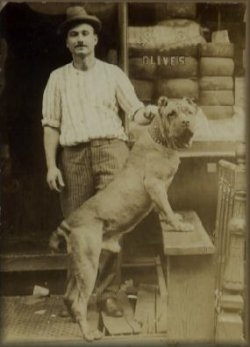 Cane Corsos Brief Breed History