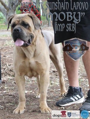 CH. MOBY DICK SUNSHAIN KENNEL LAPOVO