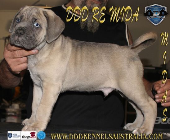 DDDawgs Tocco Dorato Di Midas