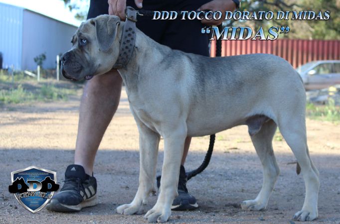DDDawgs Tocco Dorato Di Midas
