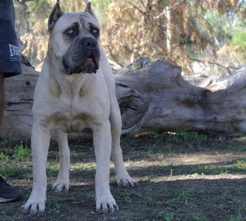 DDDawgs Tocco Dorato Di Midas