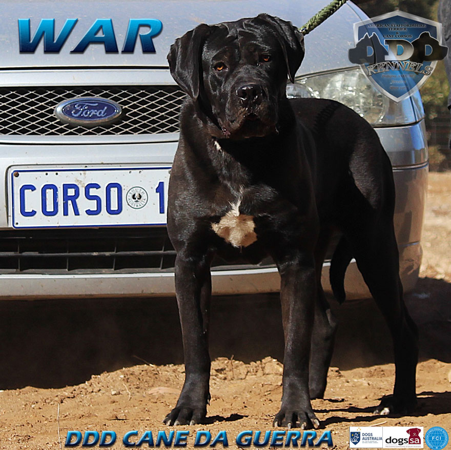 DDD CANE DA GUERRA