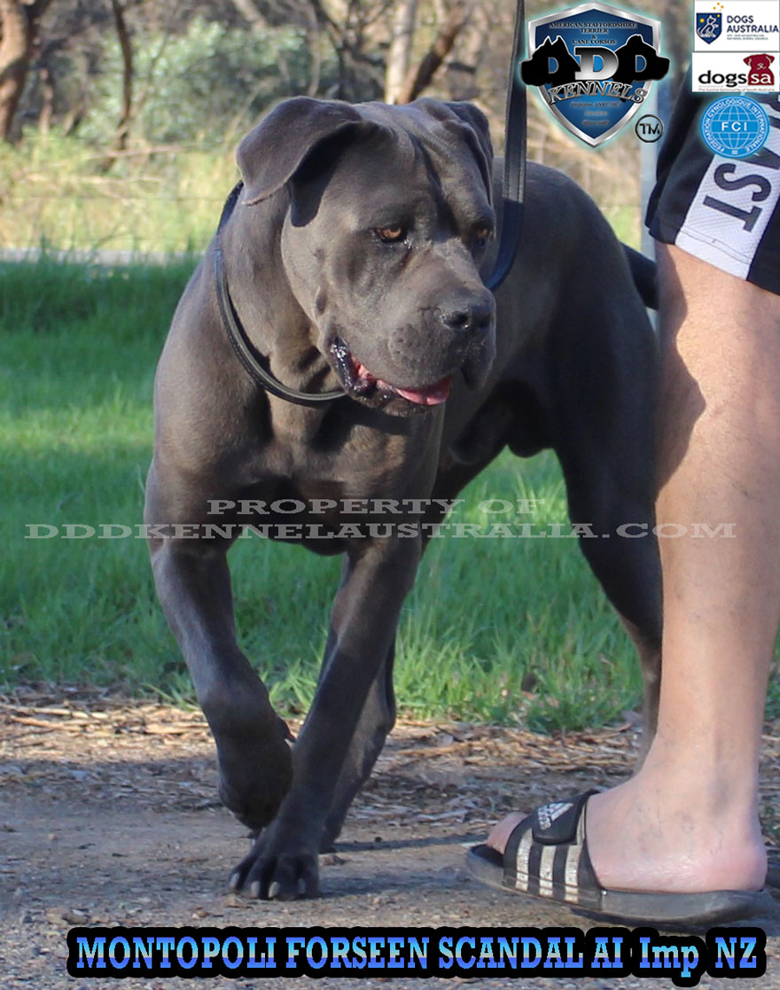 MONTOPOLI FORSEEN SKANDAL (AI) (IMP NZ)