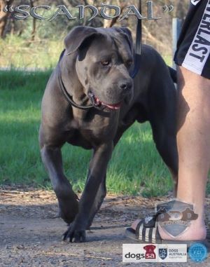 MONTOPOLI FORSEEN SKANDAL (IMP NZ)