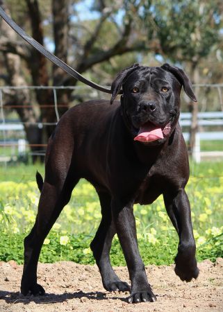 DDDawgs Bagheera