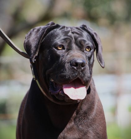 DDDawgs Bagheera