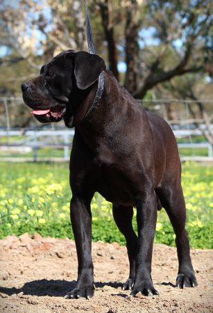 DDDawgs Bagheera