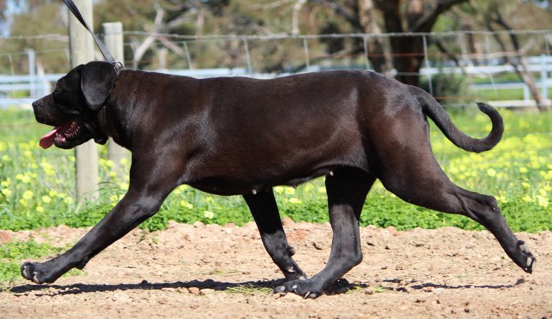 DDDawgs Bagheera