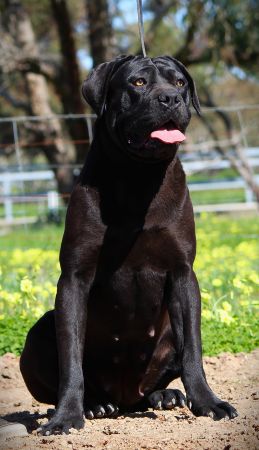 DDDawgs Bagheera