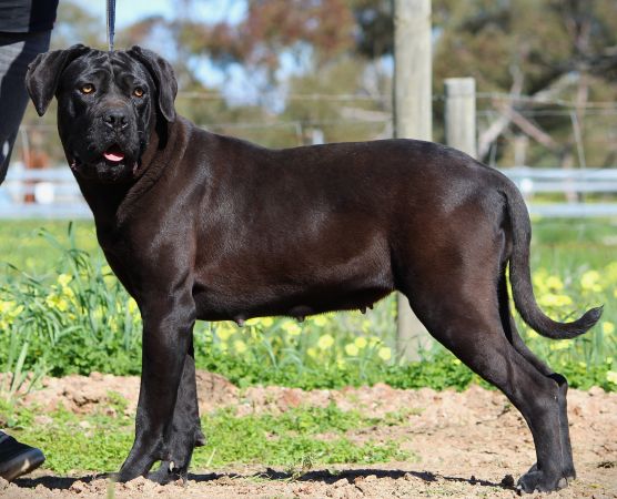 DDDawgs Bagheera