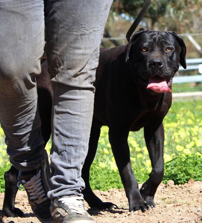 DDDawgs Bagheera