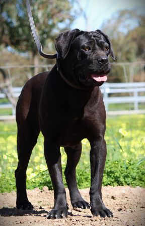 DDDawgs Bagheera