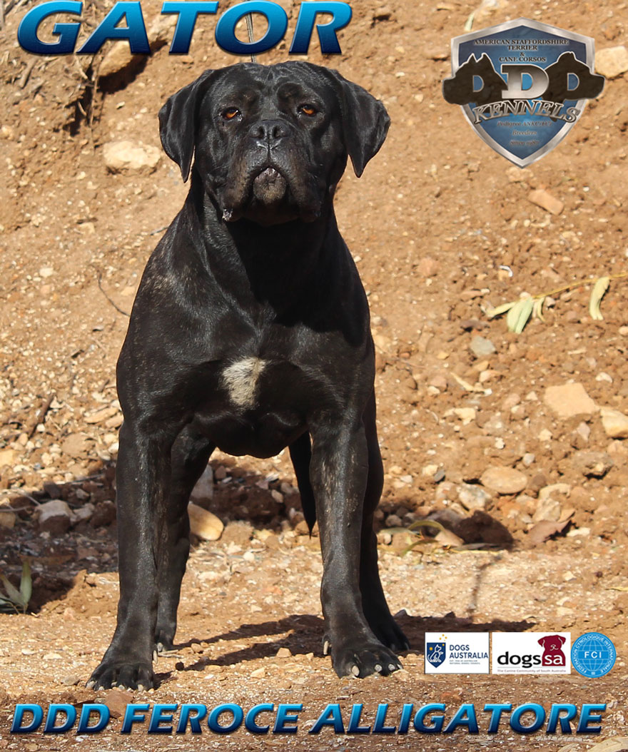 DDD FEROCE ALLIGATORE